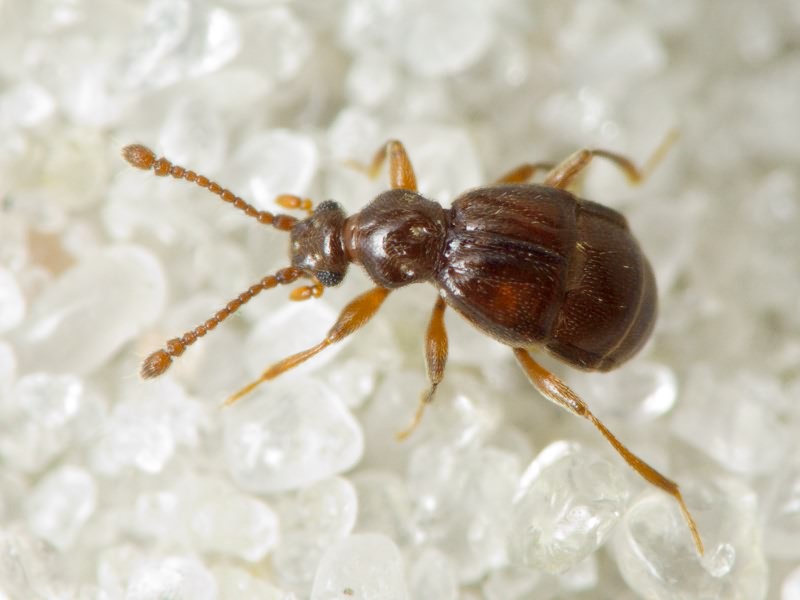 Brachygluta fossulata (Reichenbach, 1816)